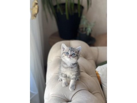 Sevimli surat british shorthair yavrum