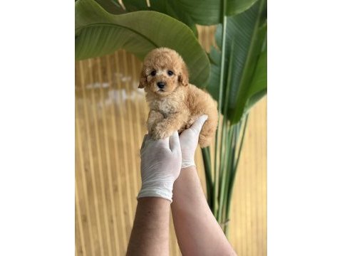 Poodle referans yavrular