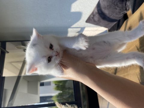 British yavrular shorthair
