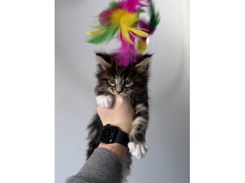 Xxxl maine coon dev kediler