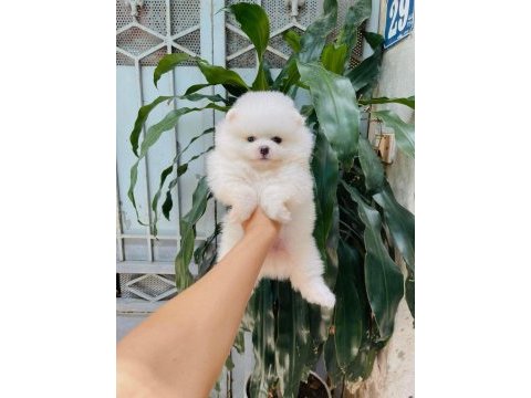 Mersinin en seçkin pomeranian yavruları