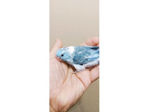 Pied erkek bebek forpus