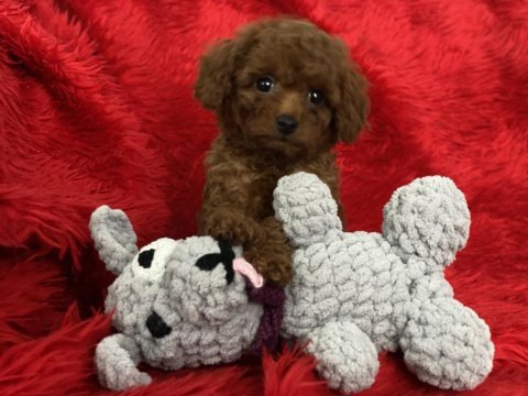 Teacup toy poodle
