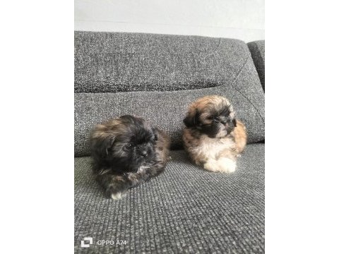 Shih tzu 0 numara erkek yavrular