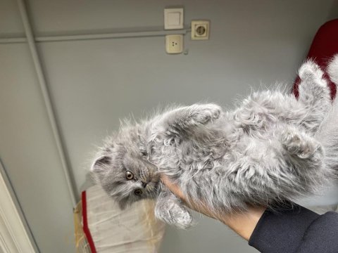 British longhair 2 aylık erkek