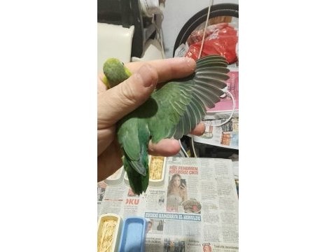 Forpus papağanı yavruları