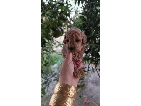 Orijinal toy poodle
