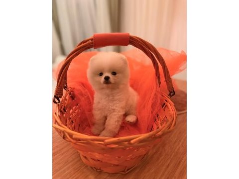 Baby pomeranian boo mini boy
