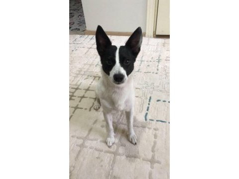 Jack russell 6 yaşında erkek