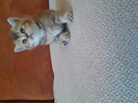 Sağlıklı ve kaliteli golden british shorthair bebekler
