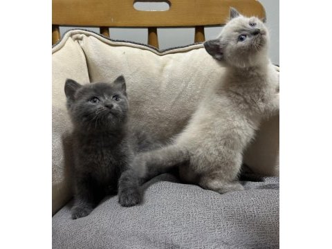 British shorthair ve blue point yavrular