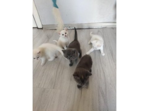 Bakmadan geçmeyin her renk kedimiz için