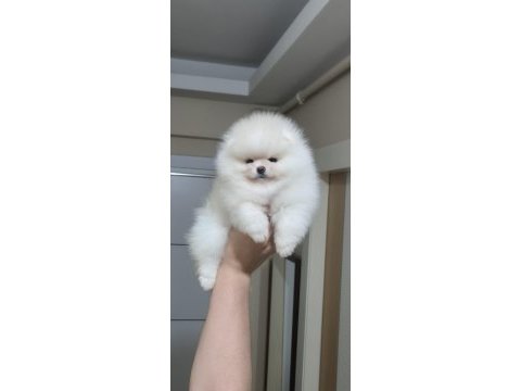 Üst kalite ayı surat pomeranian boo (dişi)
