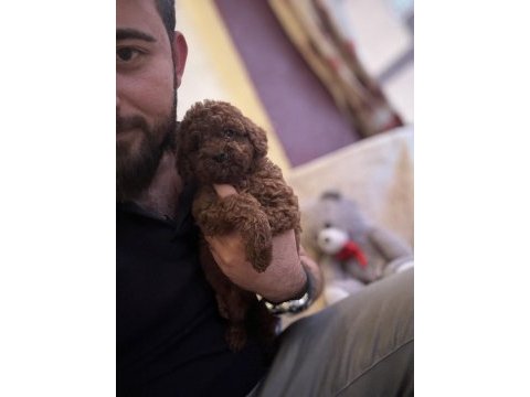 Saf kan toy poodle yavrumuz
