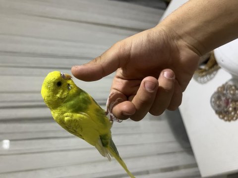 İnsan gibi konuşan muhabbet kuşu paşa