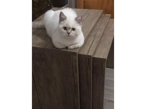 British shorthair 4,5 aylık