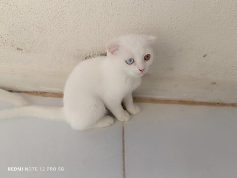2 adet erkek scottish fold uyguna verilecektir