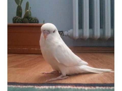 Albino jumbo yavru