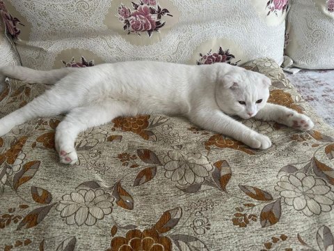 1,5 yaşında oyuncu sağlıklı scottish fold