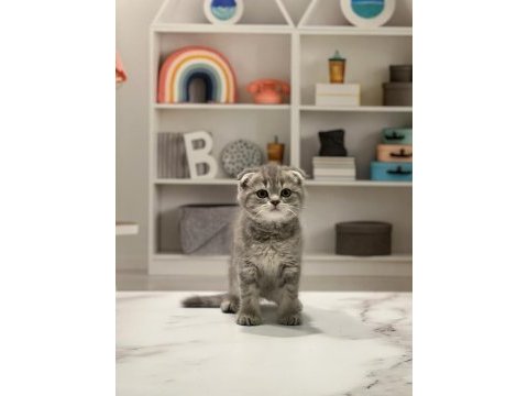 Scottish fold silver yavrularım 