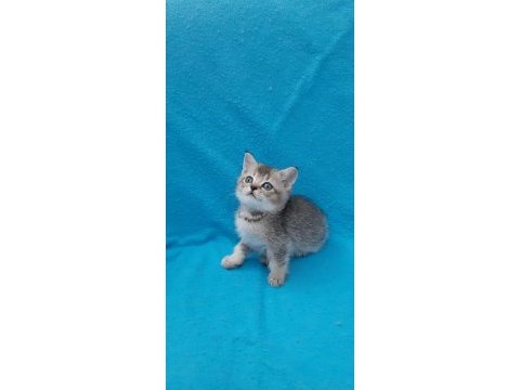 Black golden küçük british shorthair prens