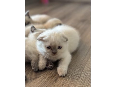 Scottish shorthair blue point yavru