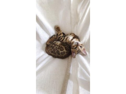 Elite bengal kittens