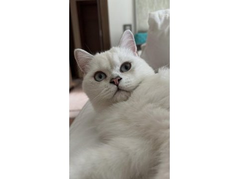 Mavi gözlü british shorthair kedimiz yuva arıyor