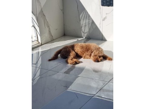 2 yaşında erkek toy poodle