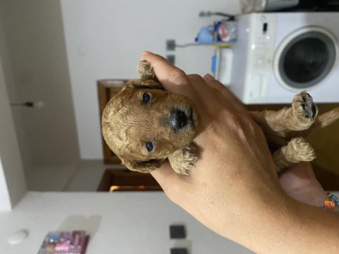 Birbirinden tatlı poodle bebekler