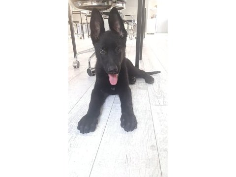 Siyah alman kurdu