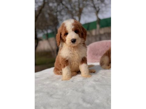 Show kalite giant (dev) poodle yavrular