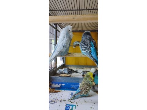 Şov jumbo muhabbet kuşu