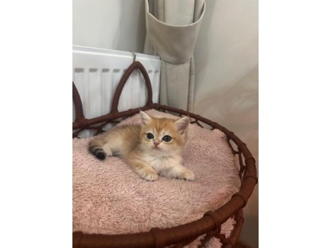 British shorthair erkek yavru kedime yuva arıyorum