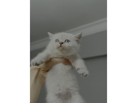 British shorthair silver point yavrum