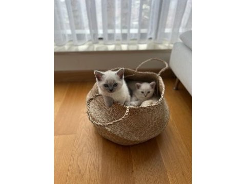 Scottish straight dişi yavrular