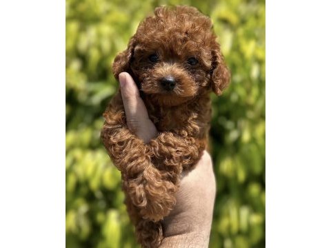 Toy poodle köpeğimiz