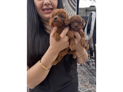 Red toy poodle yavrularım
