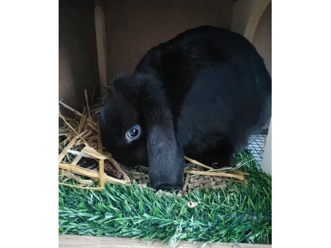 Mavi gözlü mini lop dişi tavşan