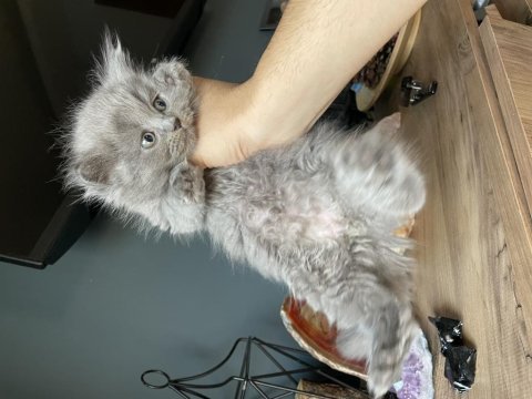 Uyguna verilecek british longhair orjinal ırk