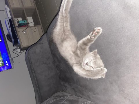 A kalite scottish fold yavrular