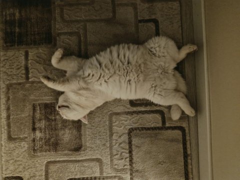 British shorthair pamuğa yeni yuva