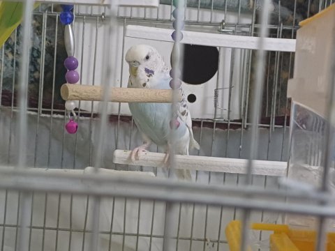 Satılık muhabbet kuşu