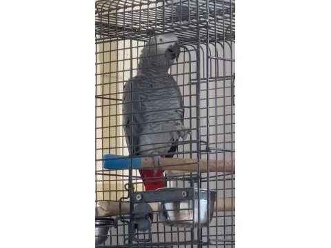 Kelimede sınır yok jako papağanı