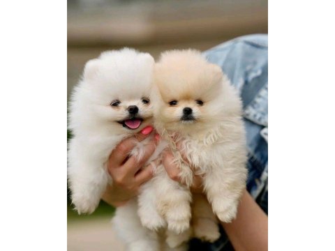 Pomeranian boo teddy
