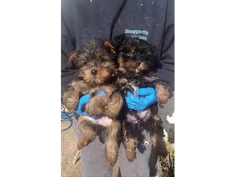 (sdk) çiftlikten ırk garantili yorkshire terrier yavrular