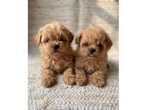 Ankarada ziyarete açık tea cup kore maltipoo