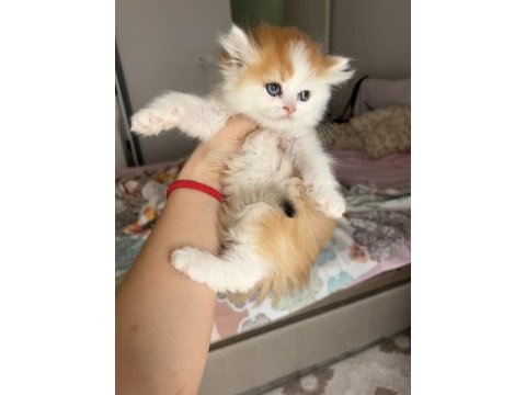 Blh ny1203 erkek british longhair kardeşler