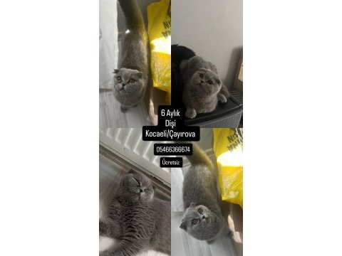 Külkedisi scottish fold kızımıza yuva