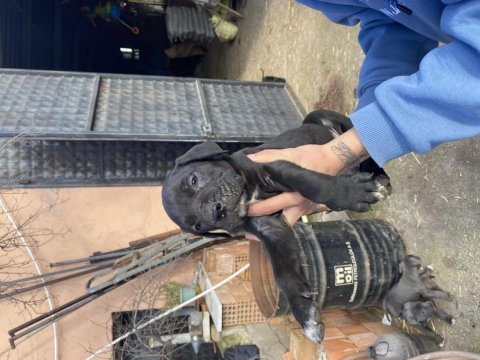 Cane corso koca kafa bebekler